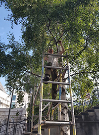Liverpool Cathedral: Bee hive removal from a tree