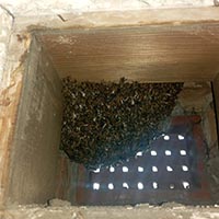 Liverpool Cathedral: Bee hive removal from a tree