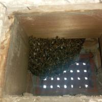 Liverpool Cathedral: Bee hive removal from a tree