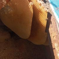Liverpool Cathedral: Bee hive removal from a tree