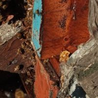 Liverpool Cathedral: Bee hive removal from a tree