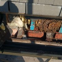 Liverpool Cathedral: Bee hive removal from a tree